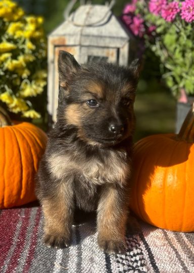 Female, Black and Tan, Collar Lilac