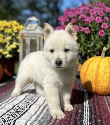 Male, Golden, Collar Dark Blue